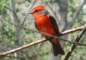 Vermillion Flycatcher